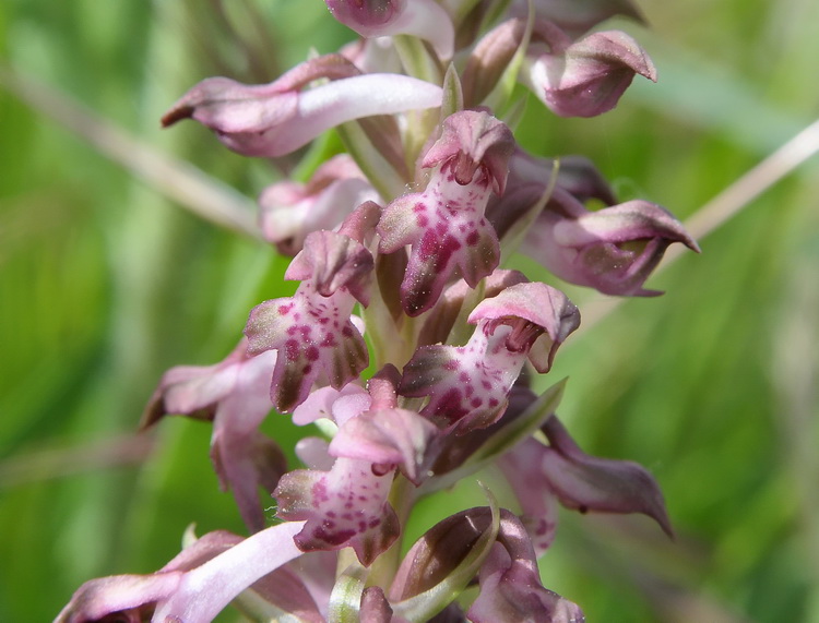 Anacamptis coriophora / Orchide cimicina